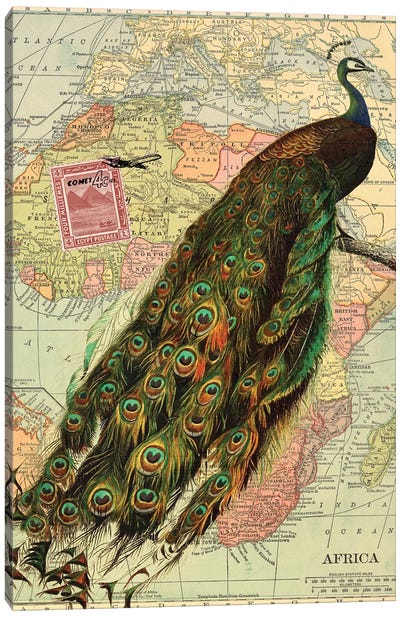 Peacock Collage on Map of Africa Canvas Art Print - Granny Chic