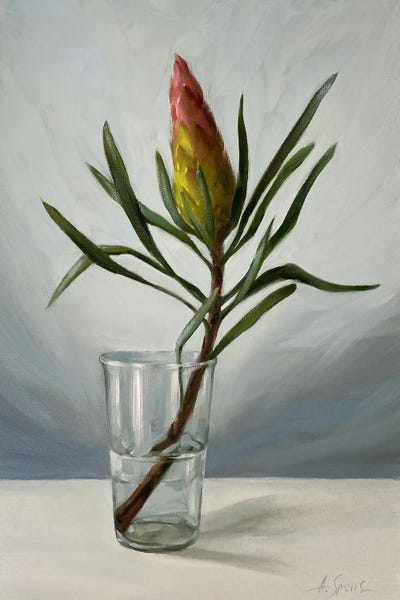 Anna Speirs: Protea In A Glass by Anna Speirs