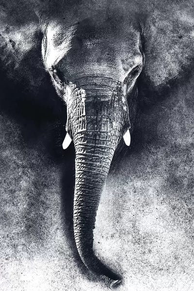Elephant BW