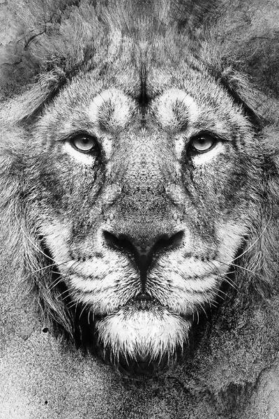 Lion BW II by Riza Peker canvas print
