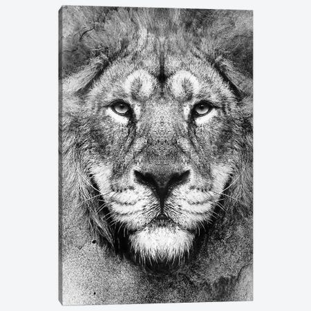 Lion BW II Canvas Print #PEK154} by Riza Peker Canvas Wall Art