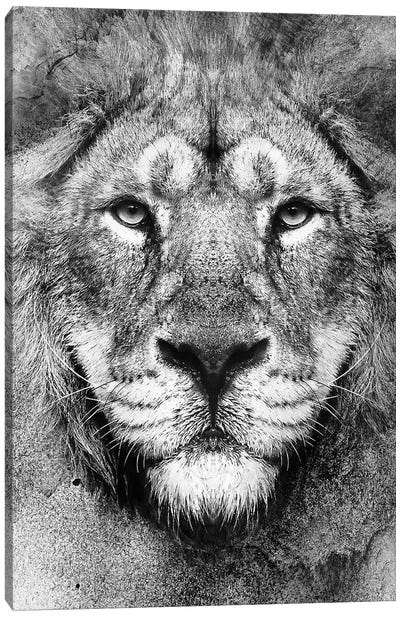 Lion BW II Canvas Art Print - Riza Peker