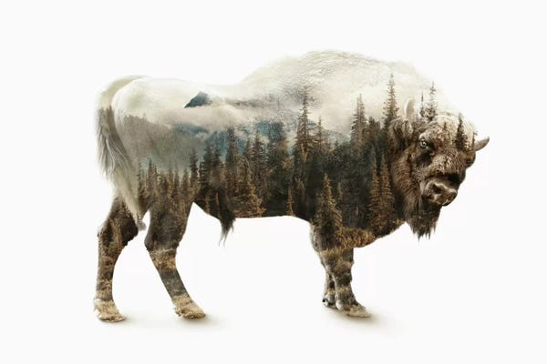 Bison & Buffaloes: Bison by Riza Peker