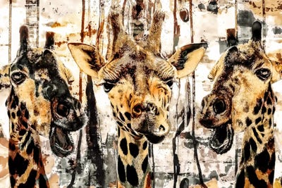 Giraffes by Riza Peker canvas print