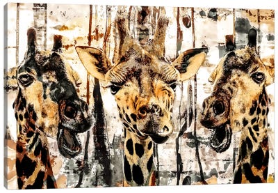 Giraffes Canvas Art Print - Giraffe Art