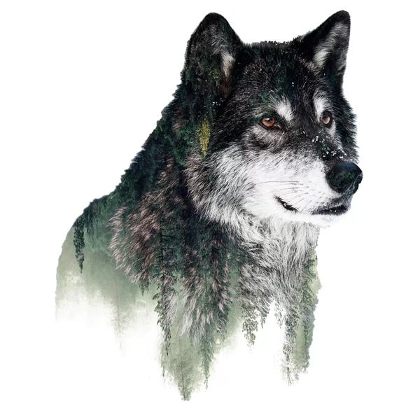 Wolves: Wolf I by Riza Peker