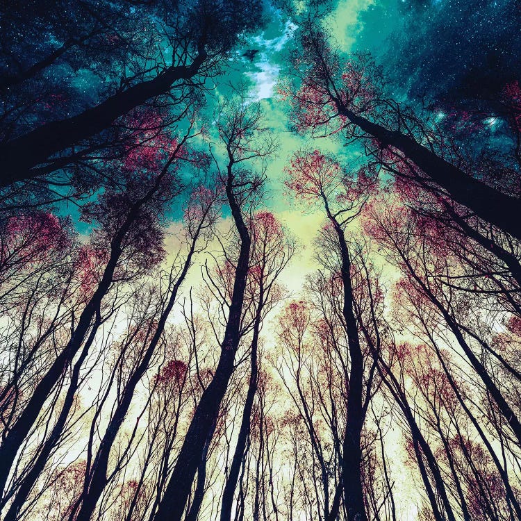 Nordic Lights by Riza Peker wall art