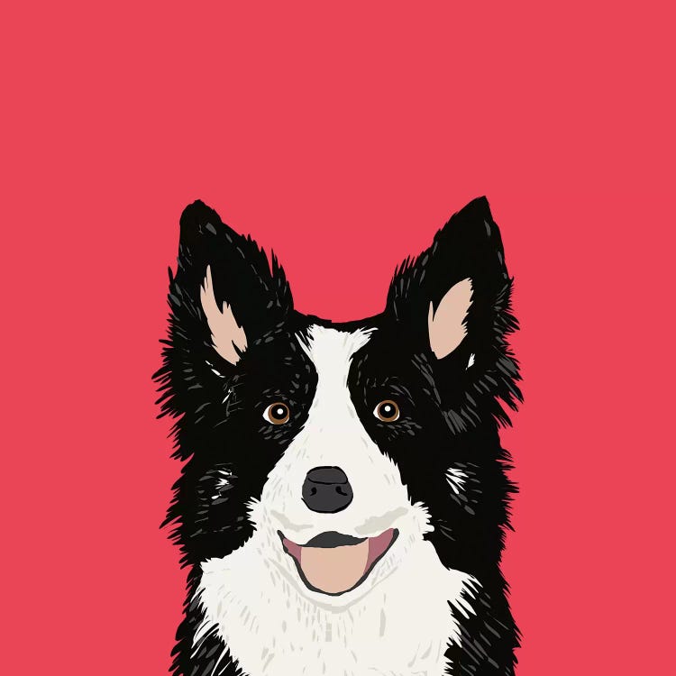 Border Collie