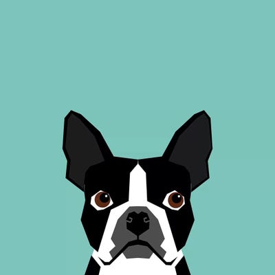 Boston Terrier Canvas Art Print By Pet Friendly ICanvas   PET13