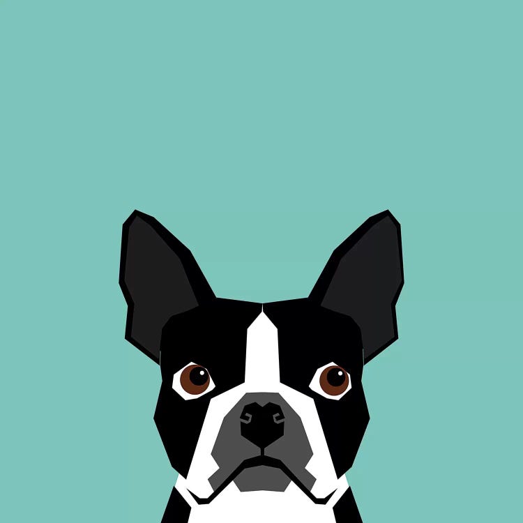Boston Terrier