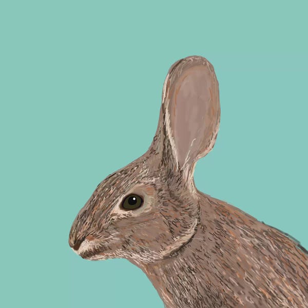 Pet Friendly: Bunny by Pet Friendly