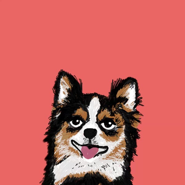 Chihuahuas: Chihuahua (Long-Haired) by Pet Friendly