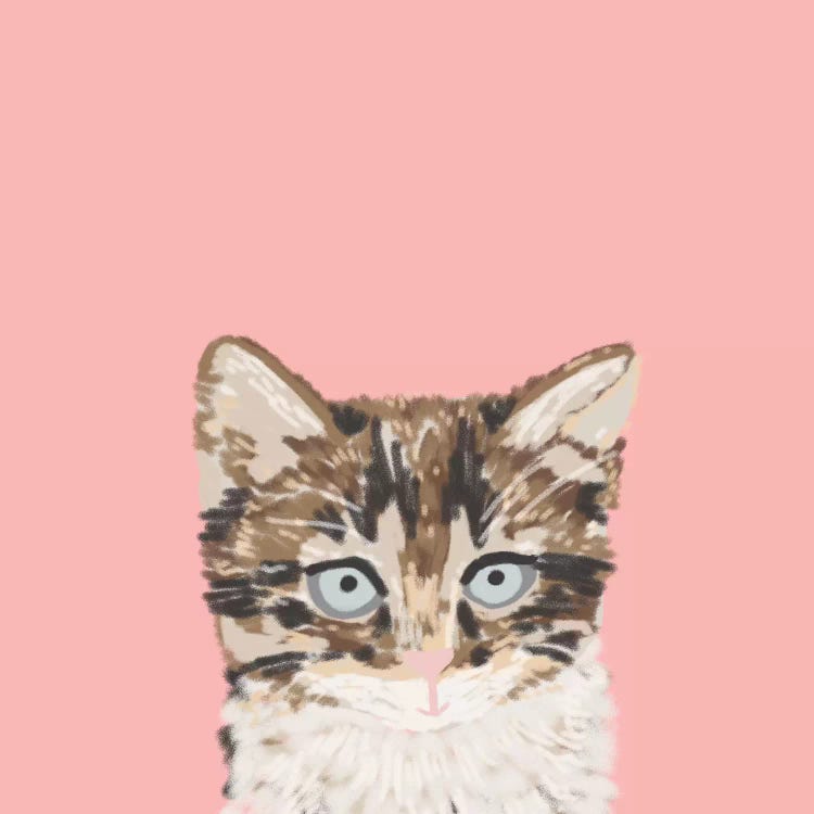 Kitten