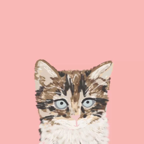 Kitten