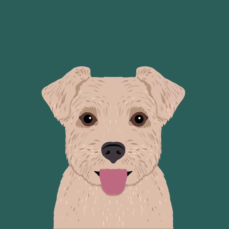 Norfolk Terrier