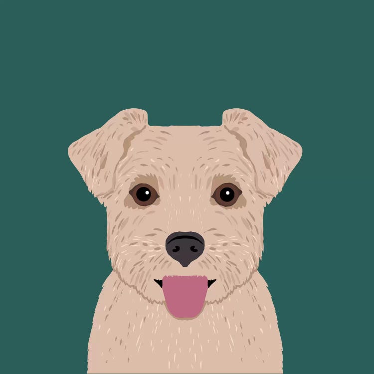 Norfolk Terrier