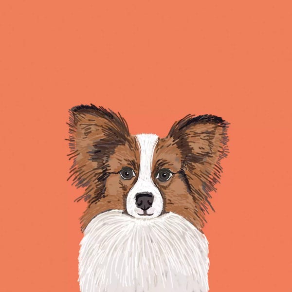 Pet Friendly: Papillon (Continental Toy Spaniel) by Pet Friendly