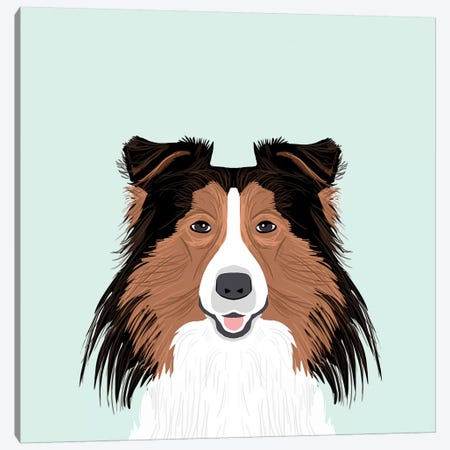Shetland Sheepdog Canvas Print #PET62} by Pet Friendly Canvas Print