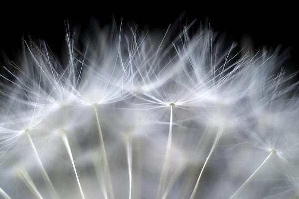 Macro Photography: Blow it by Peter Fallberg