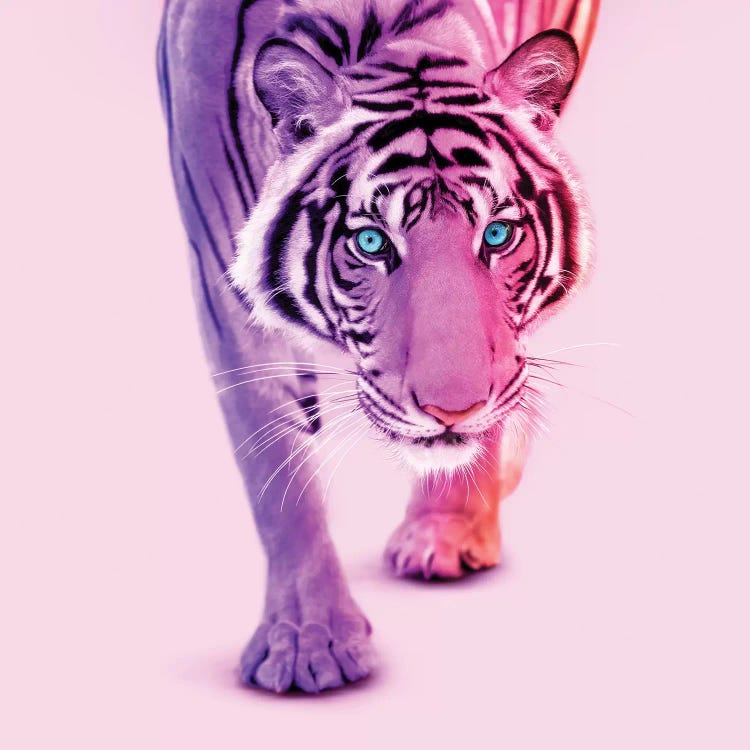 Color Tiger by Paul Fuentes wall art