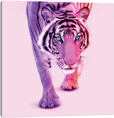 Color Tiger Canvas Art Print - Paul Fuentes