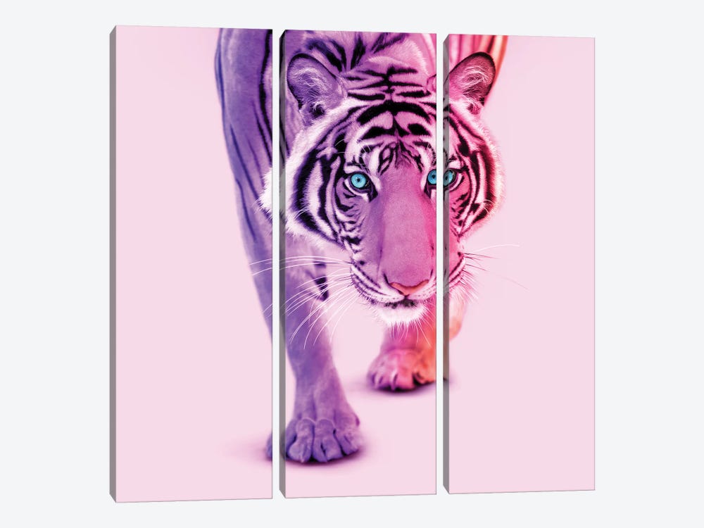 Color Tiger by Paul Fuentes 3-piece Art Print