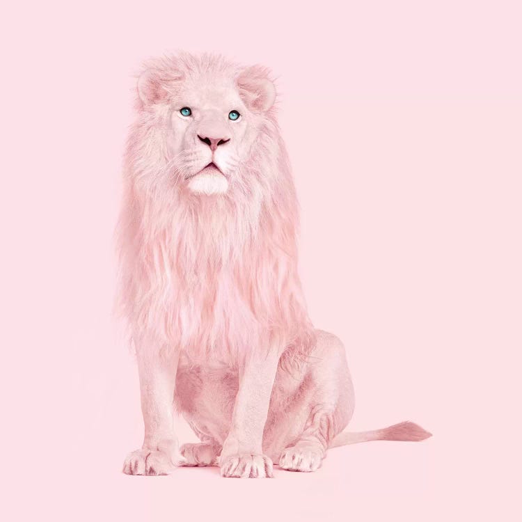 Albino Lion by Paul Fuentes wall art