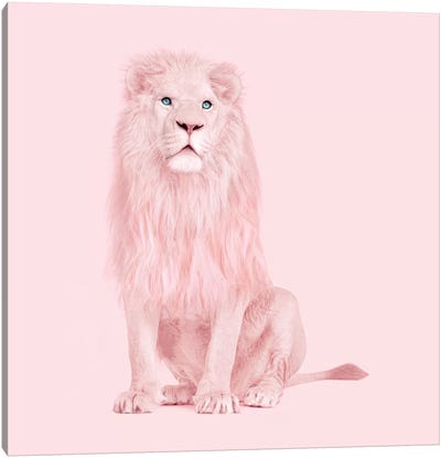 Albino Lion Canvas Art Print - Kids Animal Art