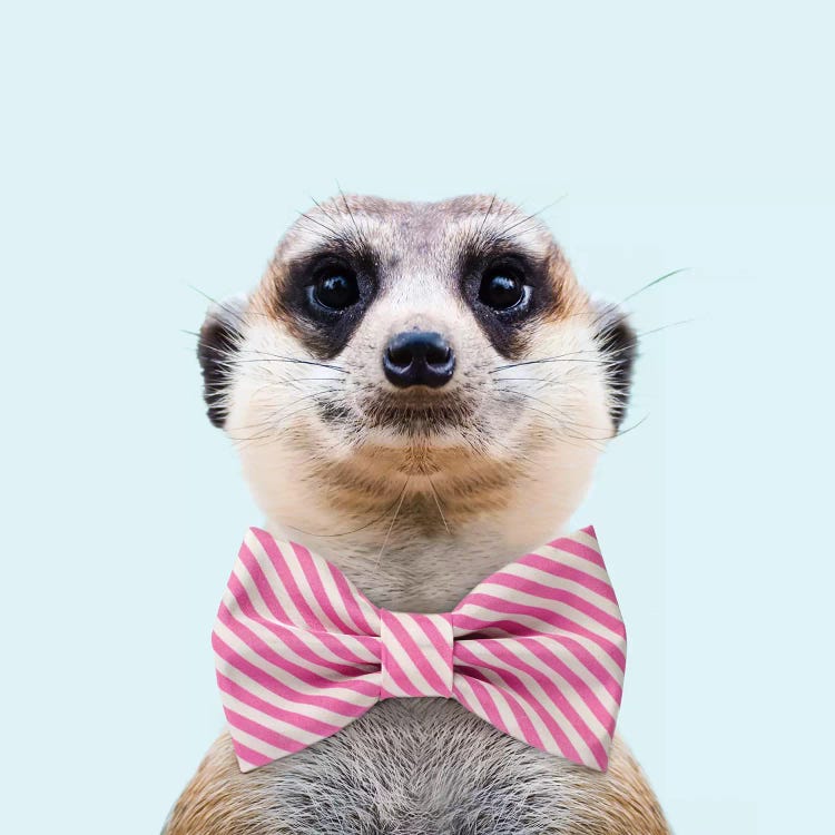 Meerkat