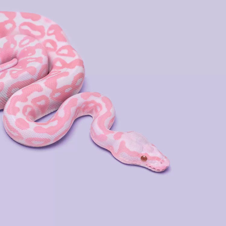 Pink Snake Canvas by Paul Fuentes | iCanvas