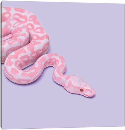 Pink Snake Canvas Art Print - Snake Art