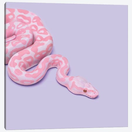 Pink Snake Canvas Print #PFU44} by Paul Fuentes Art Print