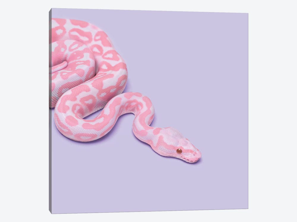 Pink Snake by Paul Fuentes 1-piece Canvas Print
