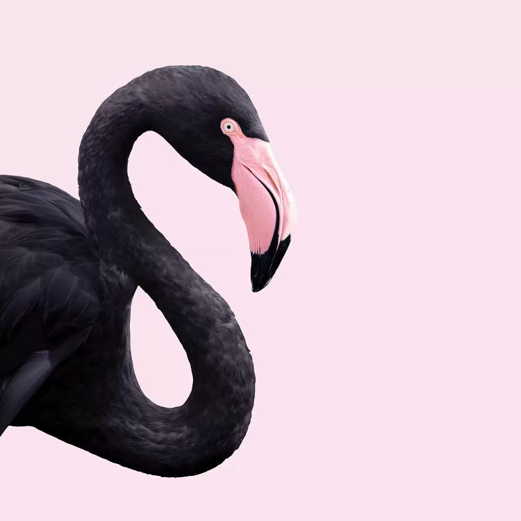 Black Flamingo