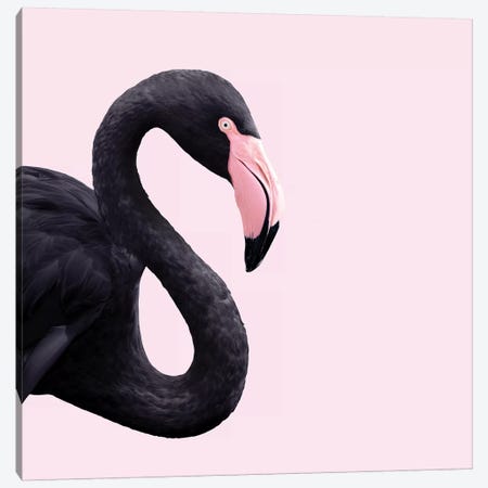 Black Flamingo Canvas Print #PFU4} by Paul Fuentes Canvas Art Print