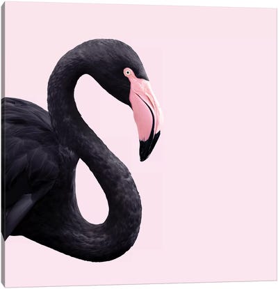 Black Flamingo Canvas Art Print - Paul Fuentes