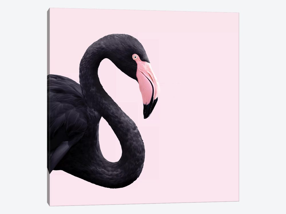 Black Flamingo by Paul Fuentes 1-piece Canvas Art