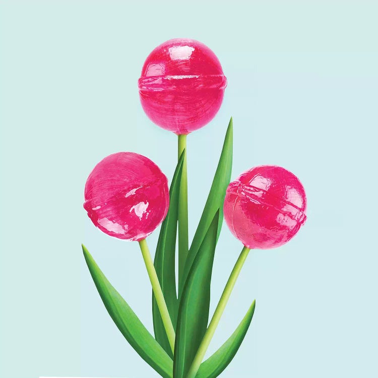 Lollipop Tulips