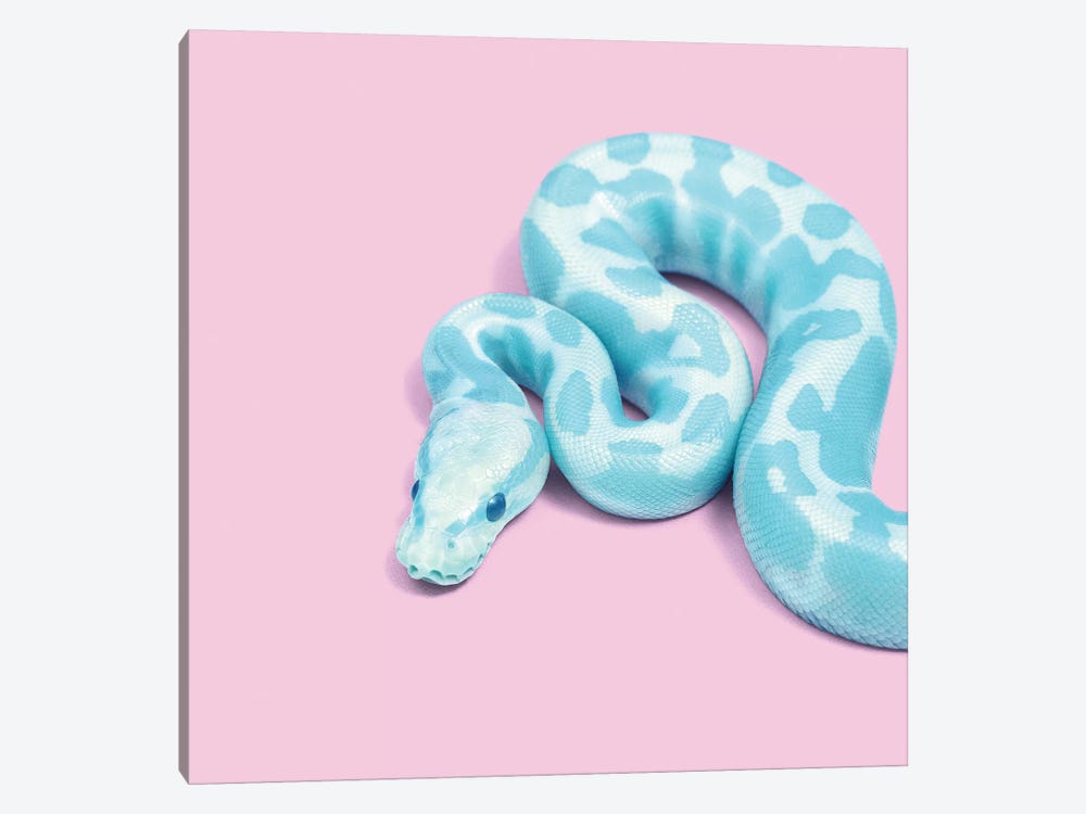 Blue Snake by Paul Fuentes 1-piece Canvas Print