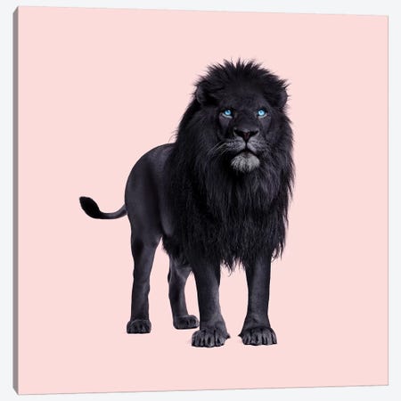 Black Lion Canvas Print #PFU60} by Paul Fuentes Canvas Art