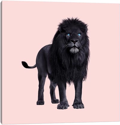 Black Lion Canvas Art Print - Paul Fuentes