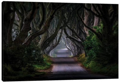 The Dark Hedges - Magic Road Canvas Art Print - Beech Trees