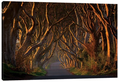 The Dark Hedges In The Morning Sunshine Canvas Art Print - Beech Trees