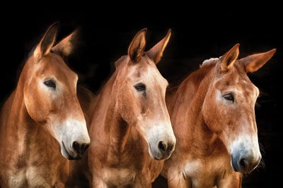 Collection of Horses IV by PH Burchett canvas print