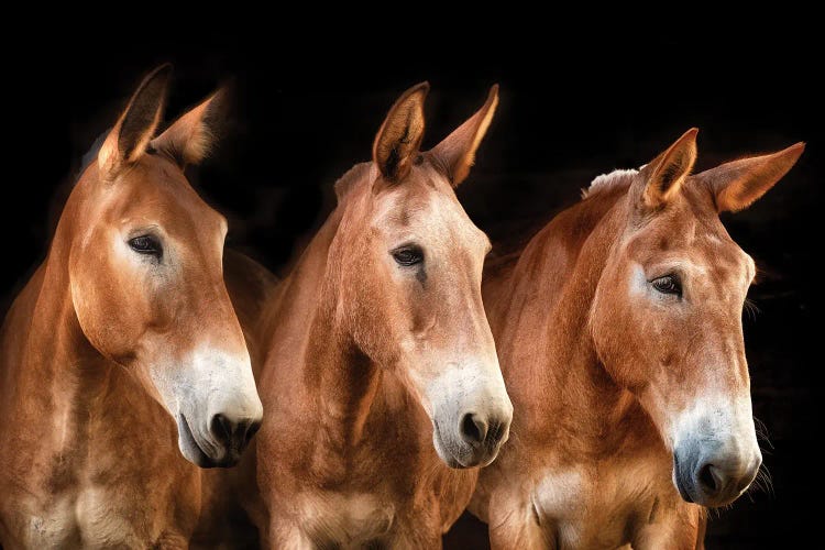 Collection of Horses IV by PH Burchett wall art