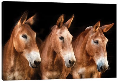 Collection of Horses IV Canvas Art Print