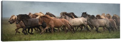 Icelandic Horses XIII Canvas Art Print
