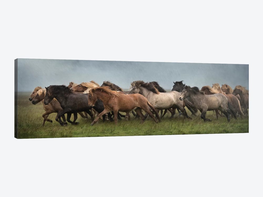 Icelandic Horses XIII by PHBurchett 1-piece Canvas Art Print