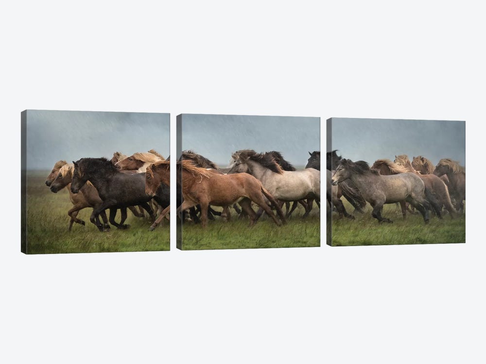 Icelandic Horses XIII by PHBurchett 3-piece Canvas Art Print