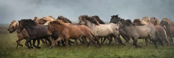 Horses: Icelandic Horses XIII by PH Burchett